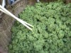 江海风物 | 又闻冷蒸香