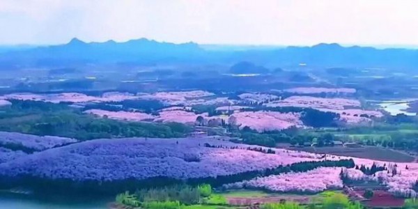 2.4万亩70万株！贵州平坝樱花园花开成海醉游人