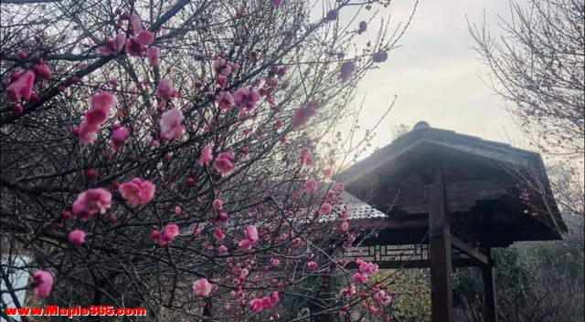 开了！开了！不少湖北人意外：今年这么早！