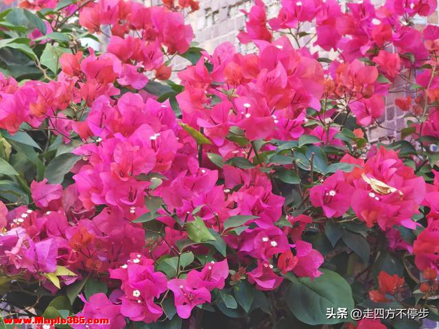 鹏城冬至花正红