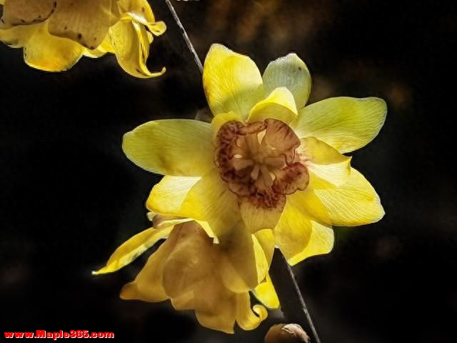 《今冬重庆蜡梅抢先登场，本月开启芬芳赏花佳期！》