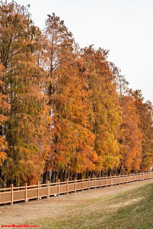 里水落羽杉红了！这些打卡点最出片→