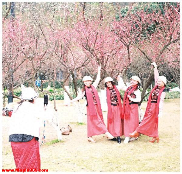 穿山公园500余株梅花盛放迎新春