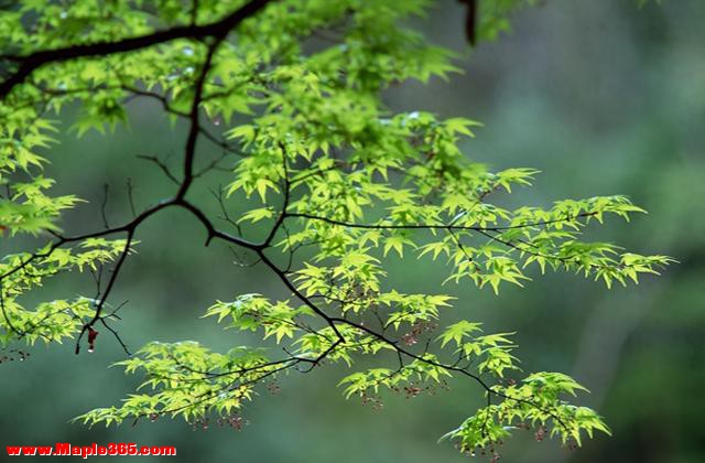 肝很喜欢的3个动作！每天5分钟，从立春开始，把肝养好，脸干净了