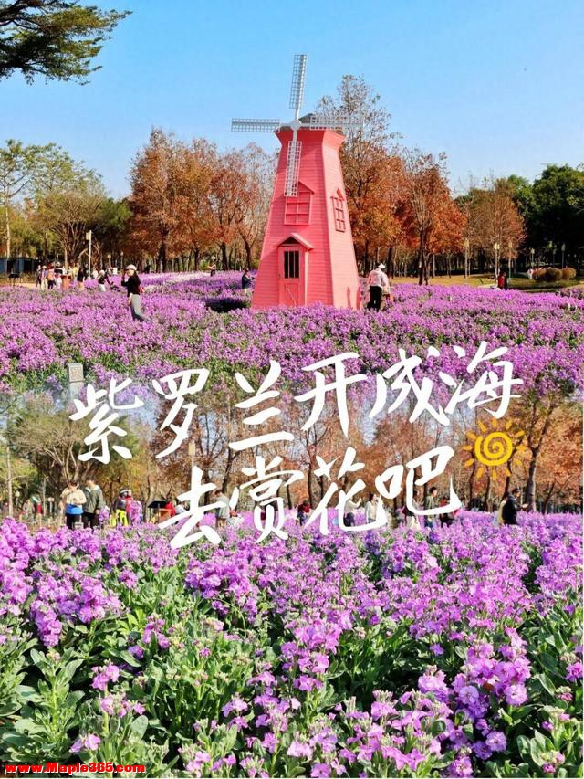 100%出片！顺德的紫罗兰开成海~