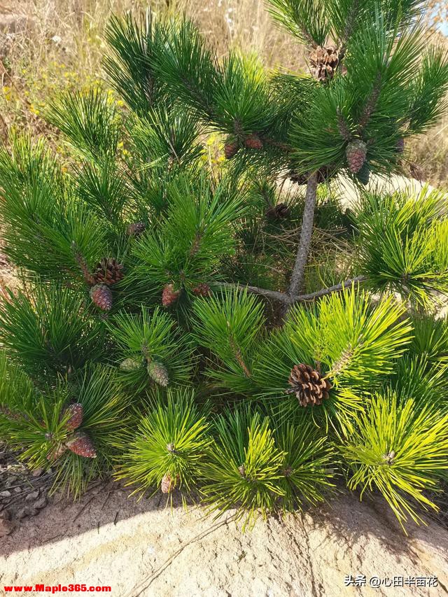 五年后，你家孩子，是全家族最让人羡慕的那一个