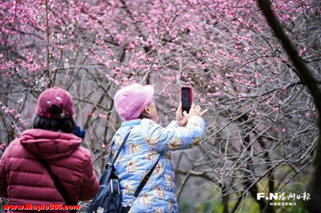 福满鼓山 寻梅迎春