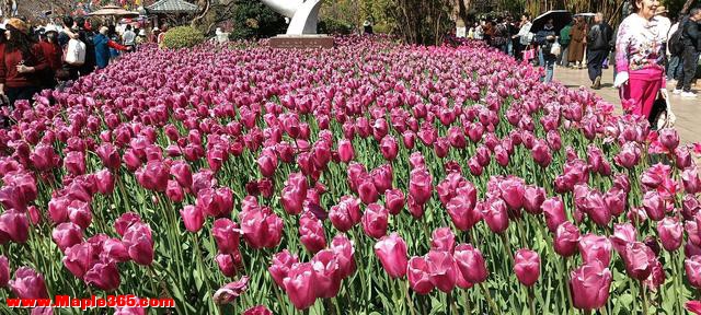 大年初二逛翠湖！春城暖阳+郁金香花海，随手一拍都是新春大片