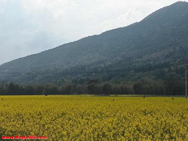 一个人的隐居生活：今天当向导，陪小猪游梅江村