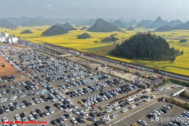 春节邂逅盛花期：罗平旅游人气旺，文旅市场“开门红”