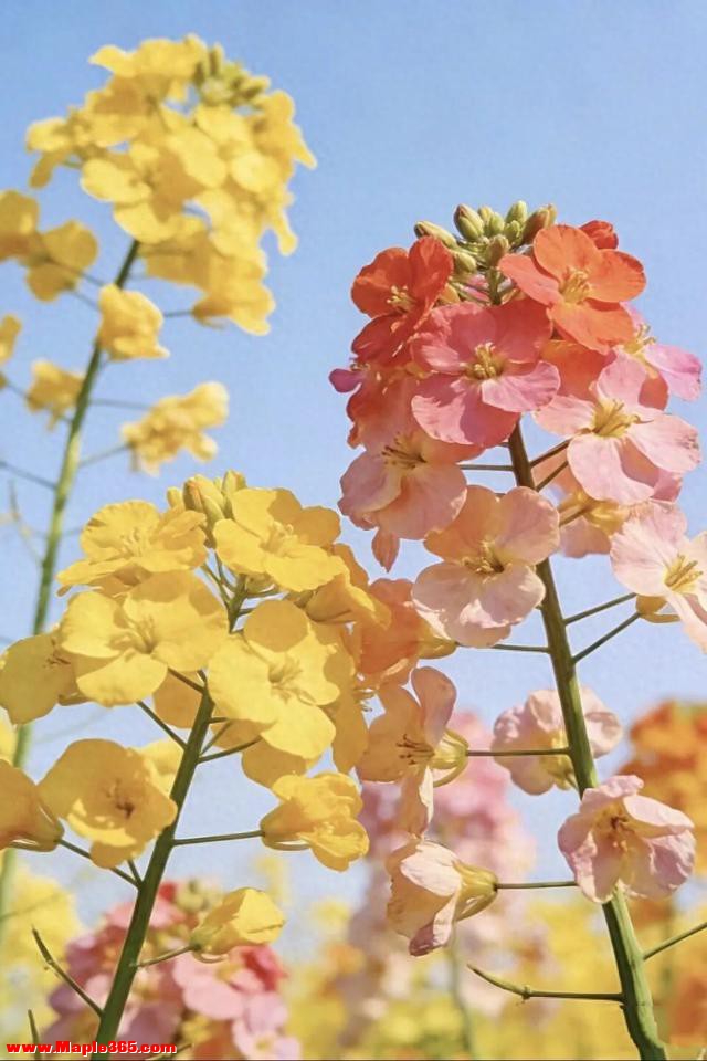 走，去郫都花田里撒点野！蝴蝶村第四届田园菜花季正式定档啦~