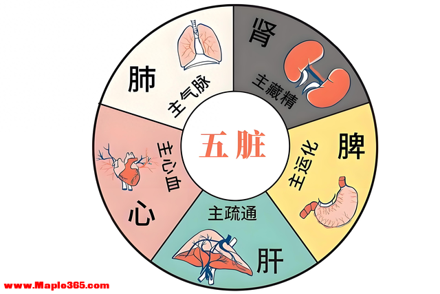 肝看泪水，肾看尿水，肺看鼻水，脾看口水，教你看五液，知五脏