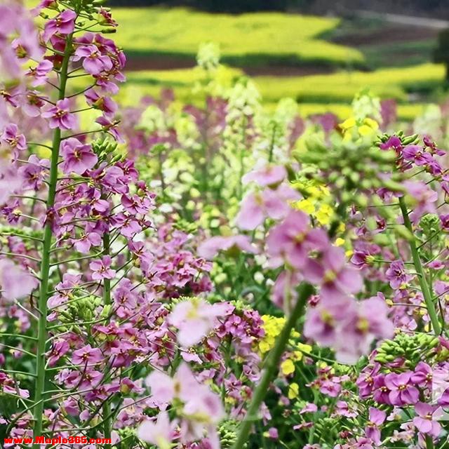 不负春光！东兴染房坝村彩色油菜花等你来打卡