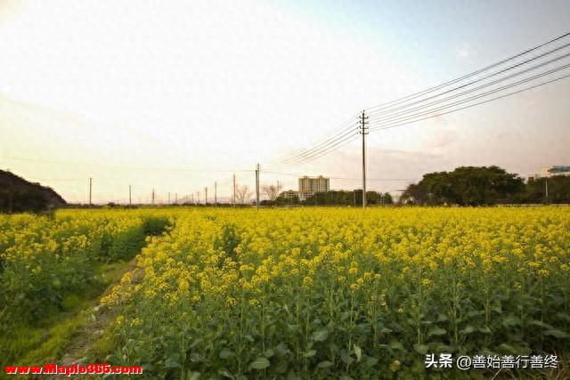 西安观赏油菜花最佳时间和地方！