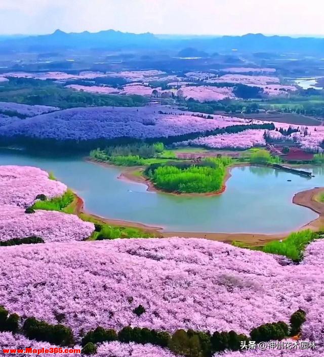 2.4万亩70万株！贵州平坝樱花园花开成海醉游人