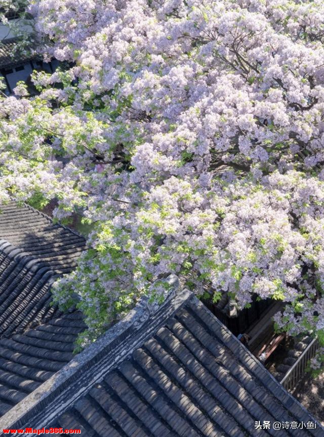 苏州春天封神！2026精准花期表出炉，按日期走，把浪漫焊在江南里