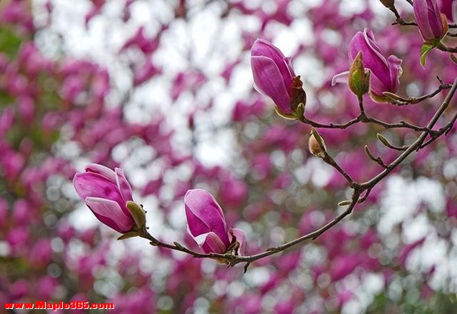 西安高新一路:红韵满街春意浓