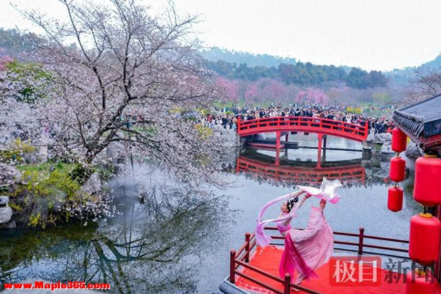 东湖樱花进入盛花期，各地游客扎堆打卡春日浪漫