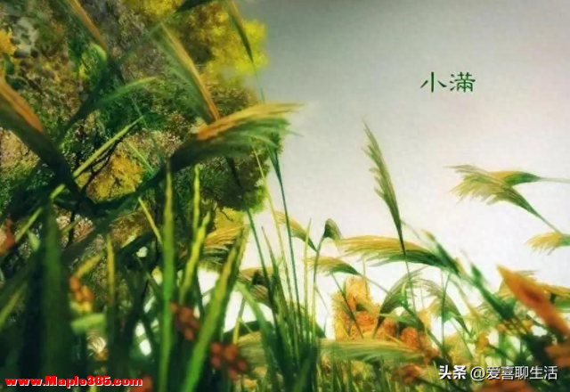 小满将至，建议中老年人：1要穿，2要防，3不宜，4不吃，别大意了