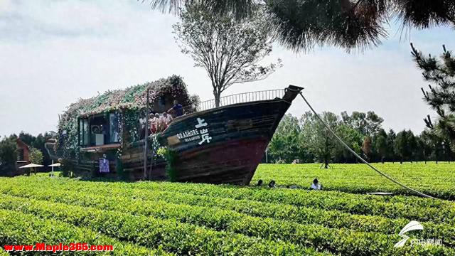2026年第三届日照市“茶·大地艺术”活动正式启幕