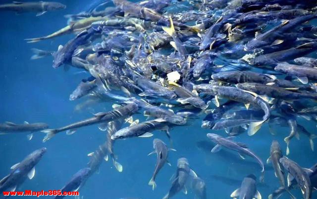 西藏羊卓雍措湖的鱼约有8亿公斤，随手就能捞到，为何无人敢吃？-1.jpg
