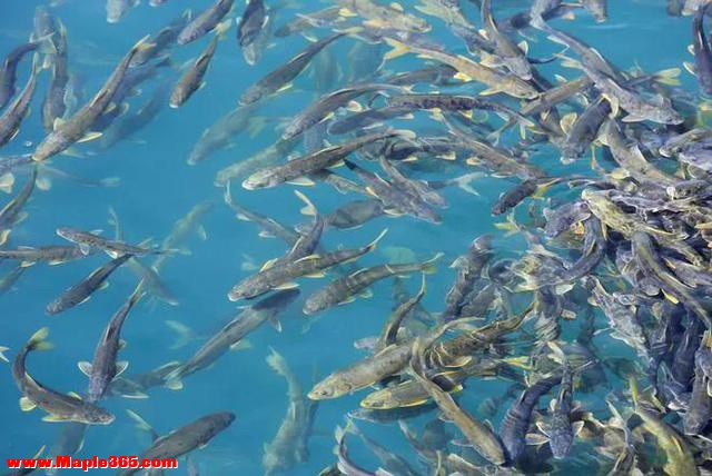 西藏羊卓雍措湖的鱼约有8亿公斤，随手就能捞到，为何无人敢吃？-10.jpg