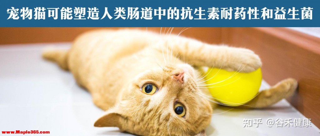 宠物猫可能塑造人类肠道中的抗生素耐药性和益生菌-1.jpg