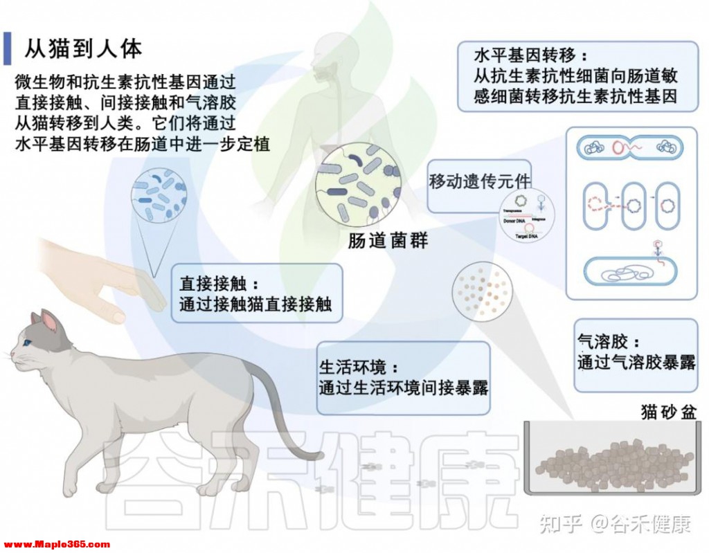 宠物猫可能塑造人类肠道中的抗生素耐药性和益生菌-5.jpg