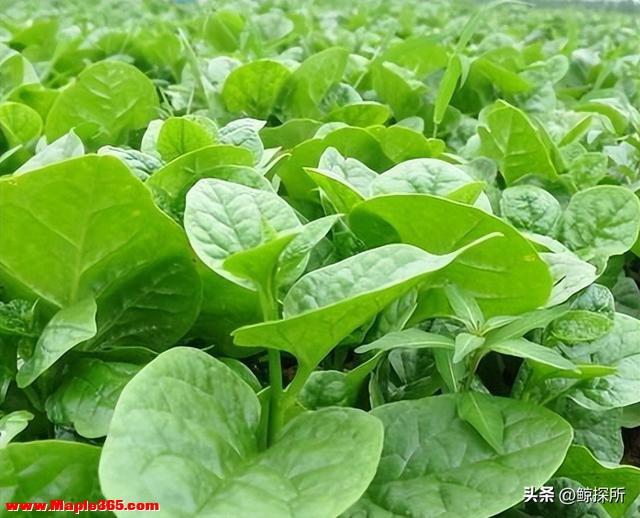 中国“最难吃”的5种蔬菜，吃过一半是牛人，全吃过是大神-31.jpg