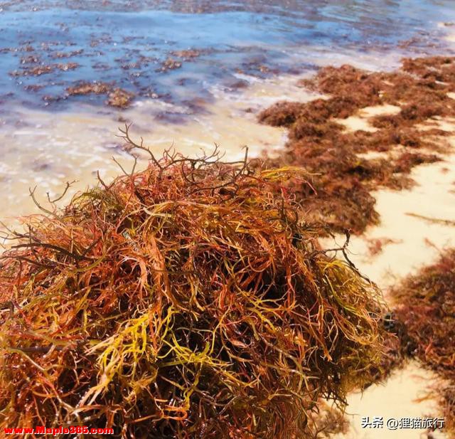 凉菜里的石花菜是一种红藻，长得像珊瑚，也叫龙须菜，不用焯水-2.jpg