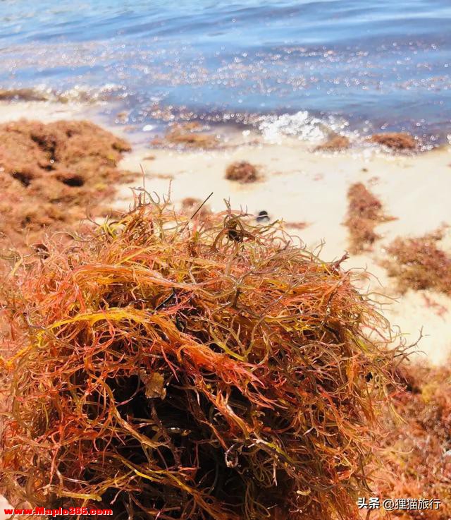 凉菜里的石花菜是一种红藻，长得像珊瑚，也叫龙须菜，不用焯水-3.jpg