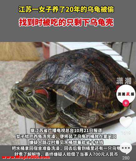 苏州女子养了20年的宠物龟被偷，找到时已被红烧，小偷：煮了解馋-1.jpg
