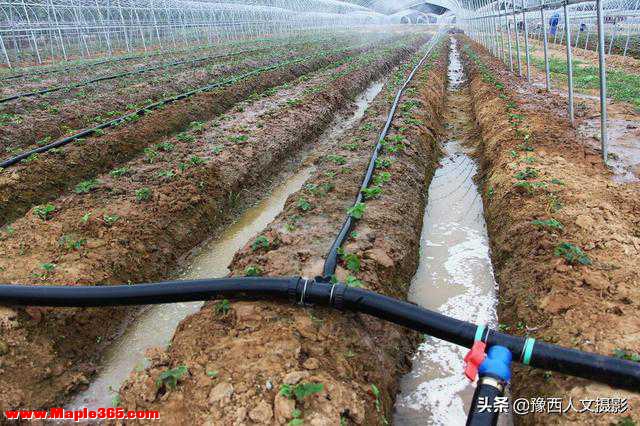 土和水都没有的以色列，农业却能做到世界领先，给我们什么启示-7.jpg