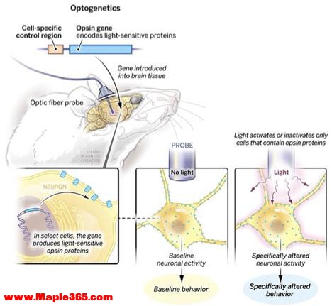 光敏蛋白、光遗传学及其在神经科学中的广泛应用-2.jpg