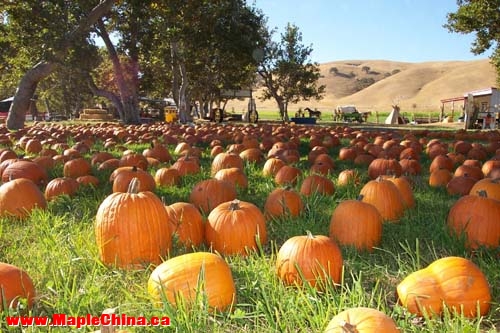 Pumpkin View