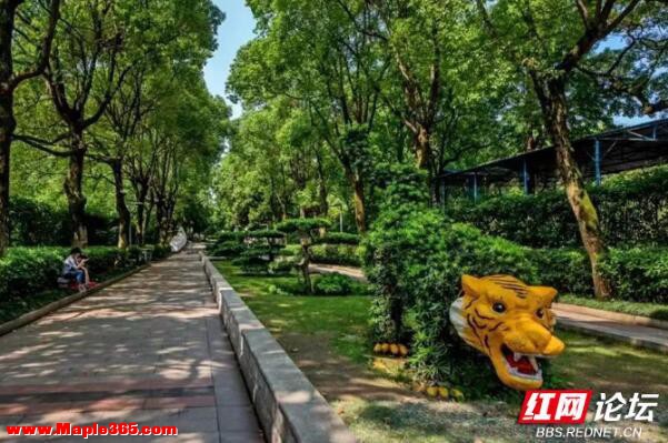 湘潭和平公园里撞见一百年呆萌“树老虎”，是很多人的童年记忆-1.jpg