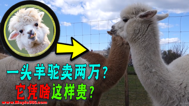 羊驼放国外当肉吃，为啥在中国被当宠物养？还卖两三万一只-1.jpg